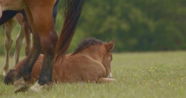 Murakozi Pferde Mit Ihren Fohlen Auf Der Weide Zeitlupe — Stockvideo