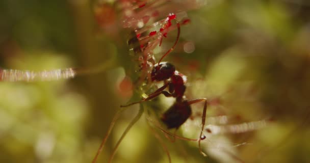 Yuvarlak Yaprak Sundew Drosera Rotundifolia Drosera Rotundifolia Bir Karınca Yakaladı — Stok video