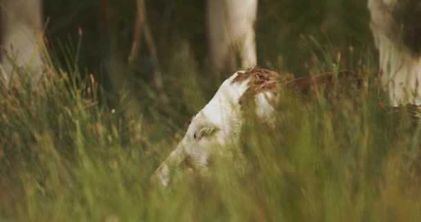 牛犊下肚后 小牛犊躺在高高的草地上 慢动作图像 — 图库视频影像