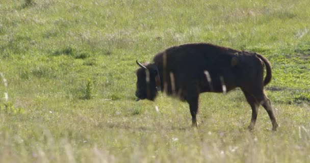 欧洲野牛 一只水牛在草地上的特写 慢动作图像 — 图库视频影像