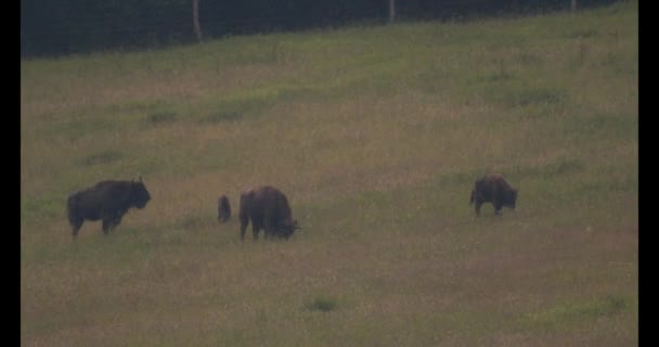 Bison Europeu Que Come Grama Uma Pastagem Florestal Imagem Lenta — Vídeo de Stock