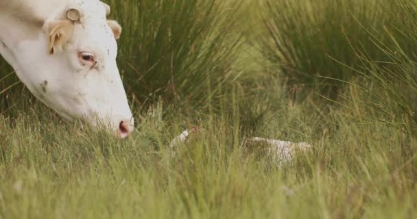 Vaca Después Del Parto Ternera Hierba Alta Madre Vaca Con — Vídeos de Stock