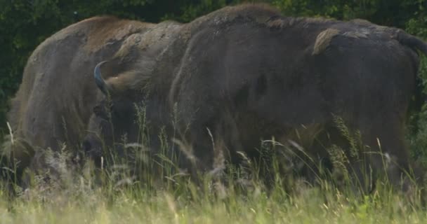 欧洲野牛在森林草原上吃草 慢动作图像 — 图库视频影像