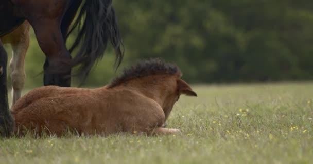 Konie Murakozi Źrebiętami Pastwisku Obraz Zwolnionym Tempie — Wideo stockowe