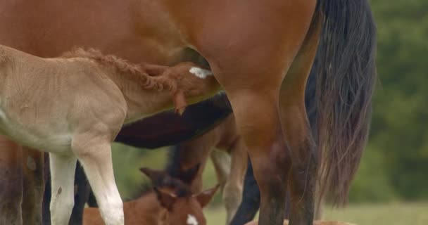 Murakozi Kůň Ošetřující Své Hříbě Detailní Záběr — Stock video