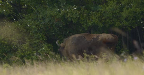Bison Europeu Que Come Grama Uma Pastagem Florestal Imagem Lenta — Vídeo de Stock