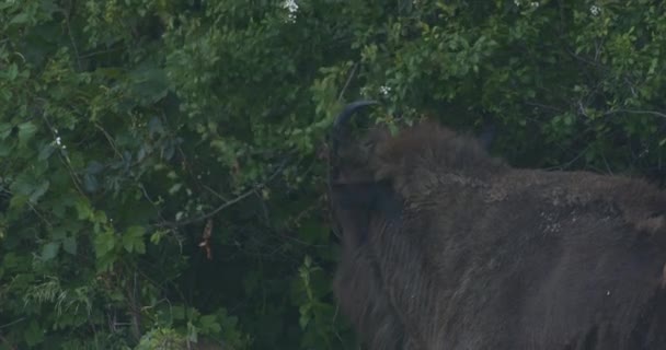 欧洲野牛在森林草原上吃草 慢动作图像 — 图库视频影像
