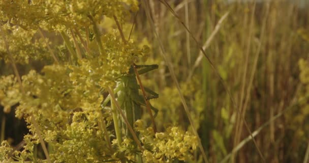 Grasshopper Tettigonia Viridissima Senta Folha Verde Lâmina Grama — Vídeo de Stock