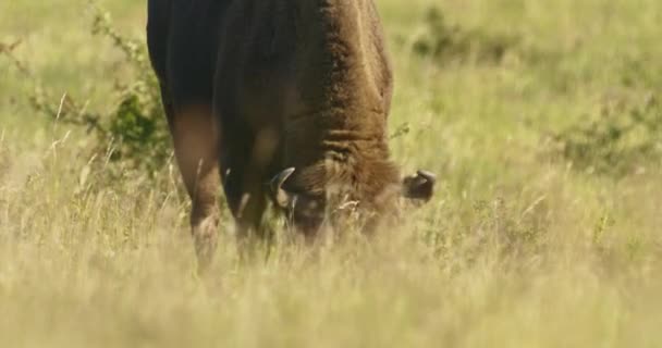 Bisão Europeu Bonasus Cabeça Moagem Buffalo Comer Vida Selvagem — Vídeo de Stock