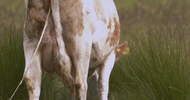 Крупним Планом Корова Після Пологів Повільний Рух Зображення — стокове відео