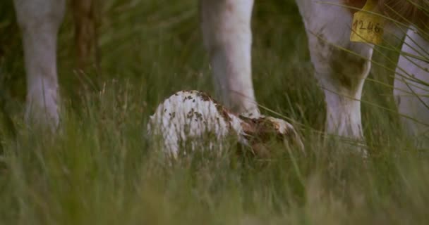 Корова После Теленка Теленок Высокой Траве Мать Корова Своим Новорожденным — стоковое видео
