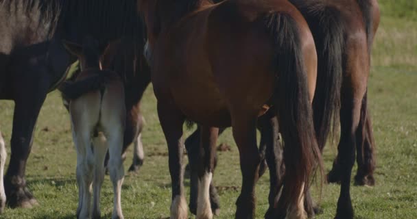 Murakozi Koně Hříbaty Letním Slunci Pastvině Zpomalený Výstřel — Stock video