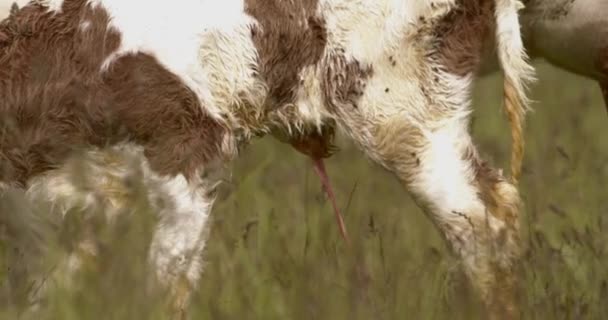 奶牛妈妈和全新的小牛犊出生后在田里 — 图库视频影像