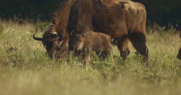 Fången European Bison Bison Bonasus Herd Slow Motion Image — Stockvideo