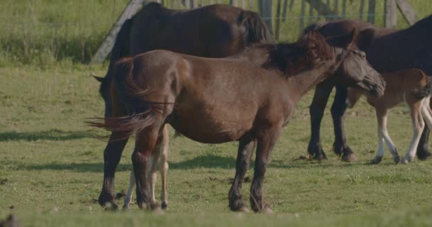 Kuda Murakozi Merumput Padang Rumput Dengan Foals Mereka Lambat Gambar — Stok Video