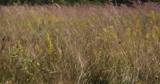 Дикая Трава Летом Slow Motion — стоковое видео