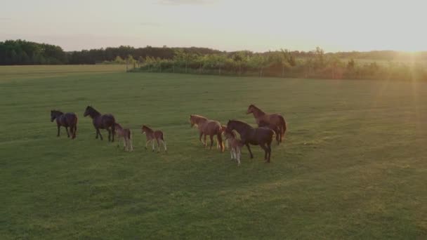 Schöne Pferde Auf Der Weide Bei Sonnenuntergang Luftaufnahme — Stockvideo