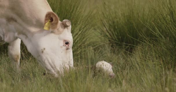 Parto Vaca Madre Vaca Lamiendo Ternero Recién Nacido — Vídeos de Stock