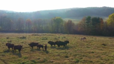 Esir Avrupalı Bizon Bonasus Sürüsü, Hava Görüşü