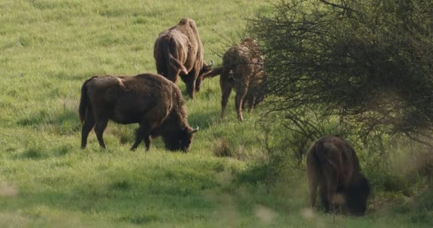 Bison Europe Troupeau Animaux Sauvages Broutant Dans Une Prairie Été — Video