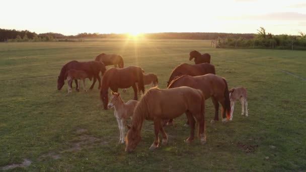 Schöne Pferde Auf Der Weide Bei Sonnenuntergang Luftaufnahme — Stockvideo