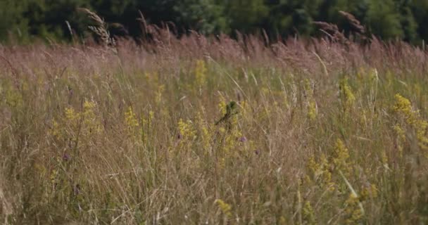 夏天草场上的野草 缓慢的运动 — 图库视频影像