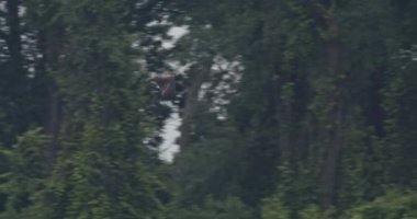 Milvus Migrans. Ağır çekimde uçan yırtıcı kuş. Uçan kuş