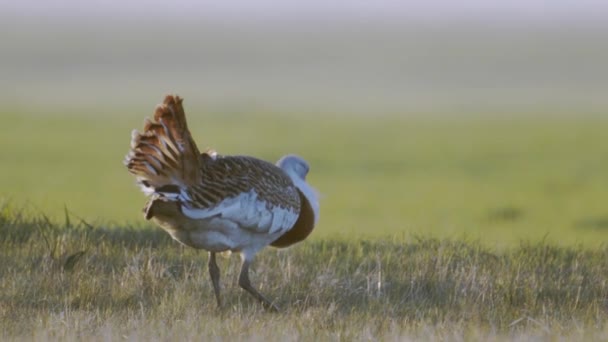 Great Bustards Field Spring Slow Motion Image — Stok Video