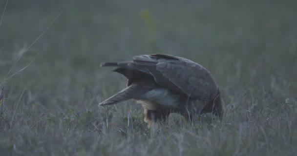 Buteo Avvoltoio Comune Uccello Rapace Gode Mangiare Avvicinamento — Video Stock