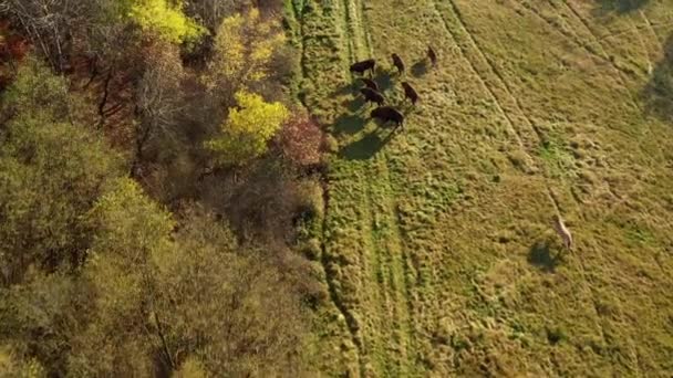 Großtrappen Auf Einem Feld Frühling Nahaufnahme — Stockvideo