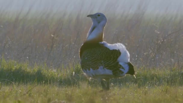 Great Bustards Field Spring Close Image — Stock Video