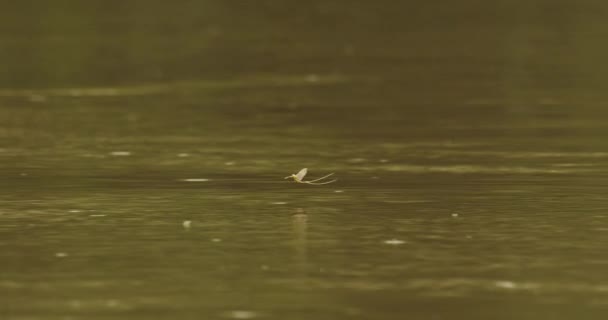 Tisza Mayflies Palingania Longicauda Swarming River Tisza Hungria Slow Motion — Vídeo de Stock
