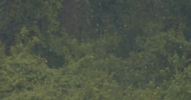 Kara Uçurtma Milvus Migrans Vahşi doğada