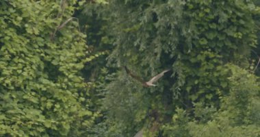 Milvus Migrans. Ağır çekimde uçan yırtıcı kuş. Uçan kuş