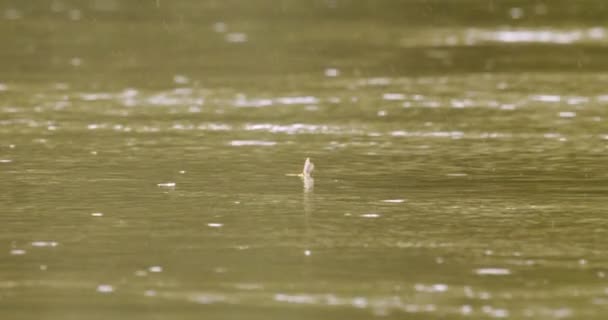 Tisza Mayflies Palingania Longicauda Swarming River Tisza Ungaria Slow Motion — Videoclip de stoc