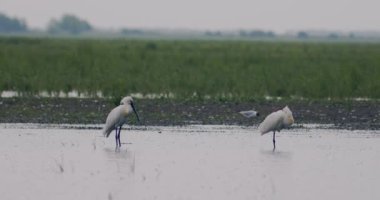 Eurasion Spoonbill (Platalea Leucorodia), Yakından Görüntü