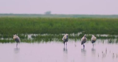 Avrasya kaşık faturası (Platalea lucorodia) sığ sularda dinleniyor