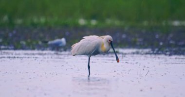 Eurasion Spoonbill (Platalea Leucorodia), Yakından Görüntü