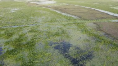 Bataklık, su basmış bölge. Bu bitki ve hayvan açısından zengin, eşsiz bir ekosistem. Hava görünümü