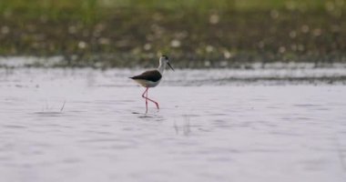 Kara Kanatlı Stilt Kuşu (Himantopus Himantopus) Bir Gölette Yiyecek Arıyor