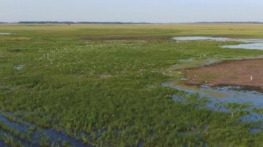 Islak arazi, ıslak kıyı şeridi uçan kuş sürüleri, hava manzarası