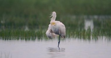 Avrasya kaşık faturası (Platalea lucorodia) sığ sularda dinleniyor