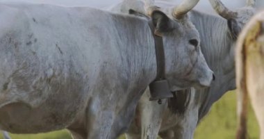 Sığır sürüsü, Bos Taurus, yaz otlaklarında otluyor, yaklaşın ve ağır çekim