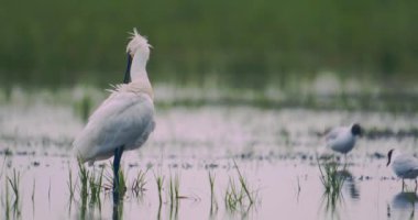 Avrasya kaşık faturası (Platalea lucorodia) sığ sularda dinleniyor