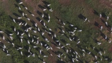 Gri sığır sürüsü, Bos Taurus, gün ışığında bir tarlada otluyor, hava manzaralı.