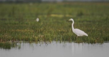 Büyük beyaz balıkçıl (Ardea alba)