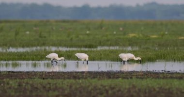 Avrasya Kaşığı (Platalea Leucorodia) Bataklıkta Balıkçılık