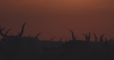Gri sığır sürüsü, gün batımında Bos Taurus, Slow Motion Image