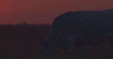 Gri sığır sürüsü, gün batımında Bos Taurus, Slow Motion Image