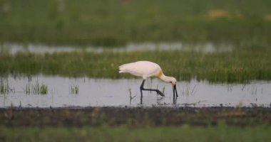 Avrasya Kaşığı (Platalea Leucorodia) Bataklıkta Balıkçılık